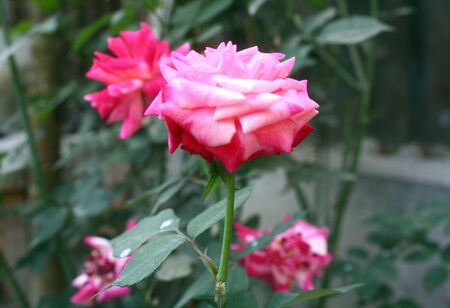 Colorful rose flower garden in full bloomの写真素材