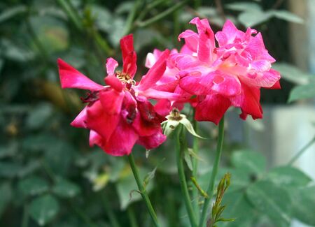 Natural Beautiful Red Rose Flower in the garden.の写真素材
