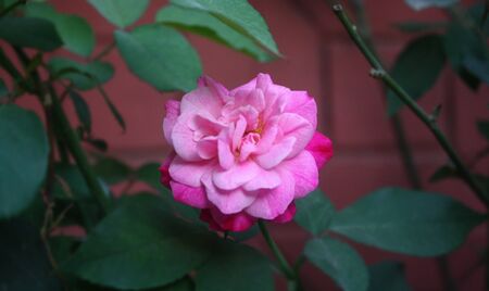 Pink rose, socialist and social democratic symbol and the symbol of the Rosicrucian Orderの写真素材
