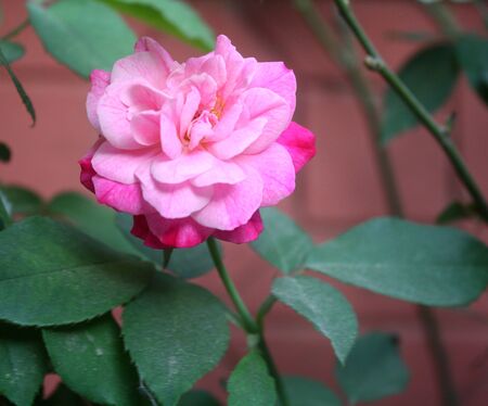 Pink rose flower green leaf romantic nature blossom garden.の写真素材