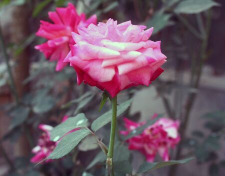 Colorful rose flower garden in full bloomの写真素材