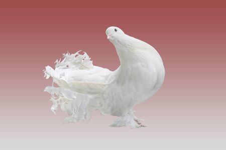 Lokkha Pigeon, this Pigeon is calmly.  Pigeons are considered a symbol of peace. Lokkha pigeon in front of black backgroundの写真素材