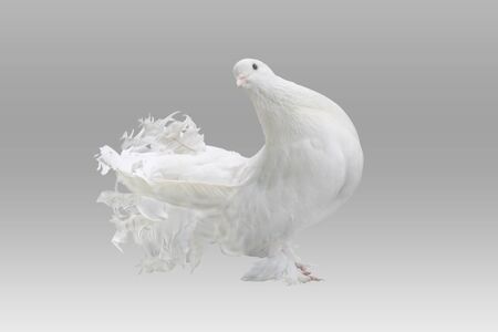 Lokkha Pigeon, this Pigeon is calmly.  Pigeons are considered a symbol of peace. Lokkha pigeon in front of black backgroundの写真素材