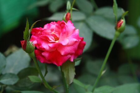 Pink rose flower green leaf romantic nature blossom garden. Rose is Love, romance symbol.の写真素材