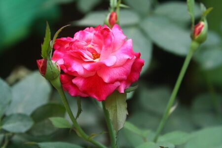Red rose flower green leaf romantic nature blossom garden. Love, romance and valentineâs day, beautiful nature backgroundの写真素材