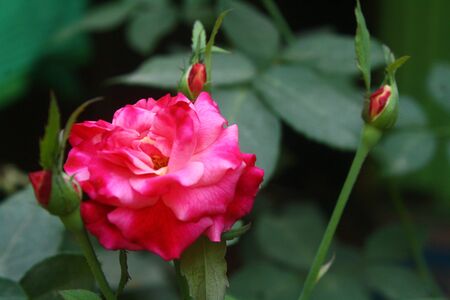 Pink Rose, beautiful nature background.の写真素材
