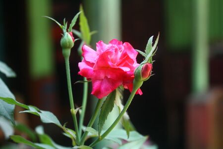 Fresh spring red roses backgroundの写真素材