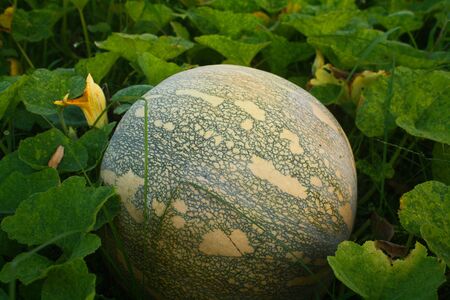 Large pumpkin on hay for sale outdoors.  A farmer's dream, pumpkin in the field, fresh pumpkinの写真素材
