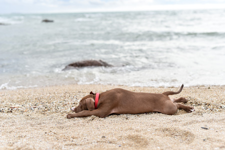 rottweiler puppy on the beach with seaの写真素材