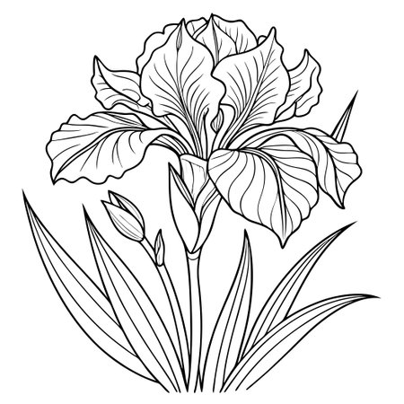 Intricate Coloring Page for Adults Featuring Delicate Irises in Full Bloomのイラスト素材