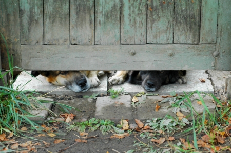 dog looking into fence holeの写真素材