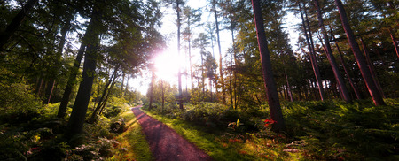 Heathhall forest, Dumfries                               の写真素材
