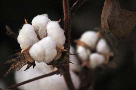 cottonの写真素材