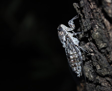 cicadaの写真素材