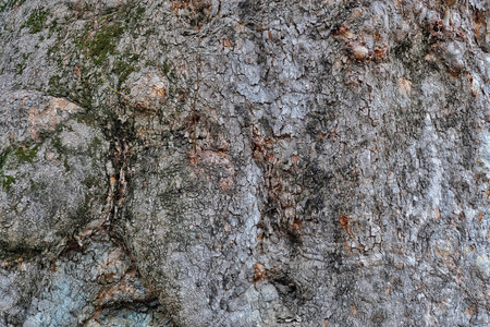 old plane tree