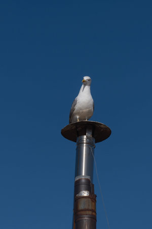 seagull on pipe chimney, blue sky background,の写真素材