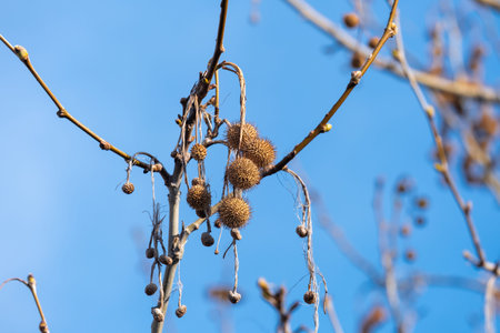 sycamore seeds and dried plane tree