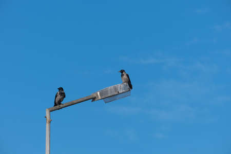 crows perched on a lamppostの写真素材