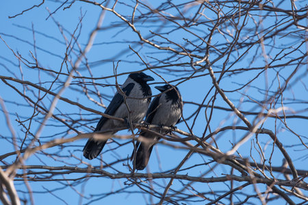 crow in sycamore tree branch, raven - bird