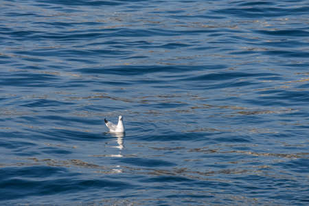 seagulls floating in the seaの写真素材