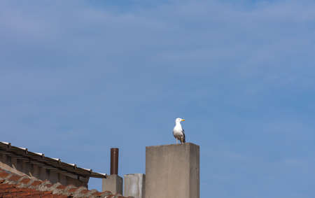 chimney and seagull on the roof, blue sky background,の写真素材