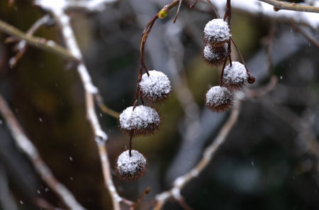 snow and sycamore seeds, winterの写真素材