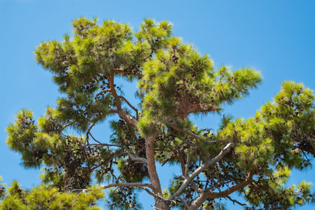coniferous pine tree, cones