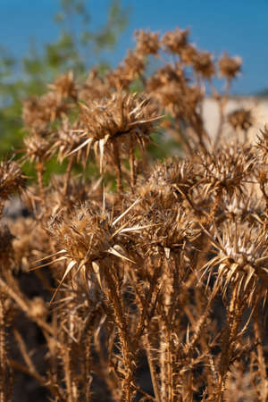 milk thistle,  prickly dried plant, Silybum marianum,の写真素材