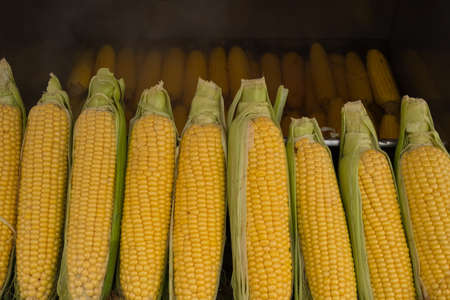 boiled corn, maize, snack, street tastes,の写真素材