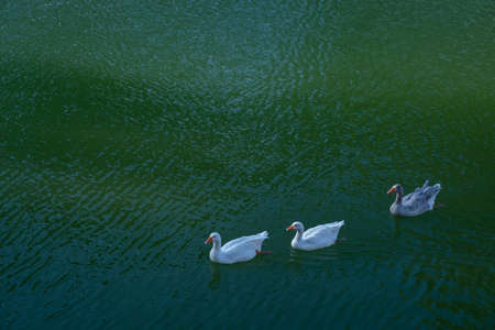 geese swimming in the lake, ducks, goose,の写真素材