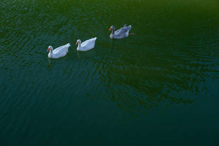 geese swimming in the lake, ducks, goose,の写真素材