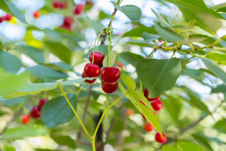 red cherries on the branch, orchard, fruit tree,