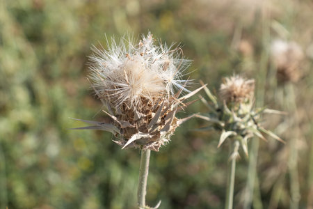 Milk Thistle, Silybum marianum, prickly dry plant, dry flowers,