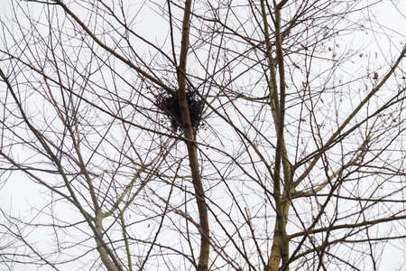 bird's nest in the leafless treeの写真素材