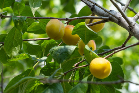yellow plums on the branch, orchard, fruit tree, garden