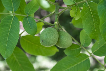 raw walnuts on the branch, growing on a treeの写真素材