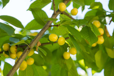 yellow cherries and leaves in the treeの写真素材