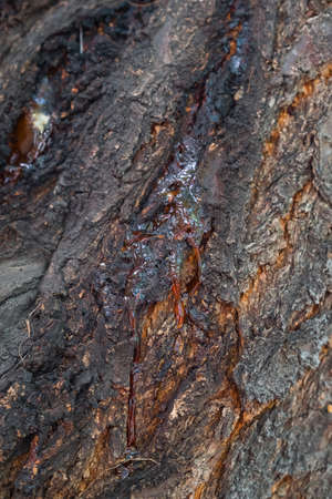 resin in tree barkの写真素材