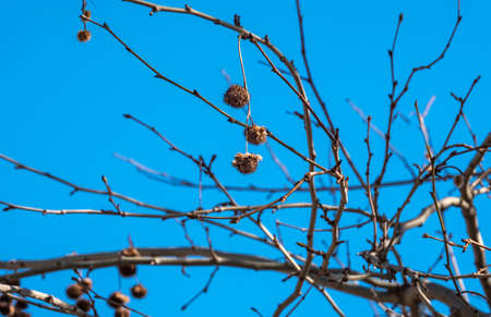 sycamore seed and sprouts, plane treeの写真素材