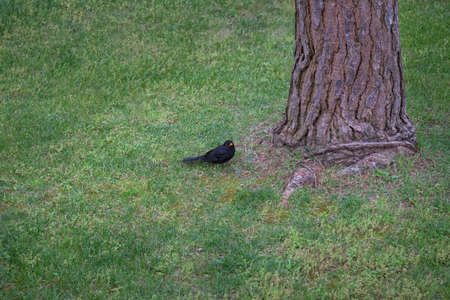 blackbird in the gardenの写真素材