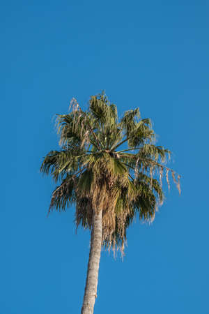 palm tree, single, blue sky, date fruitの写真素材