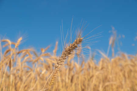 ears in the wheat fieldの写真素材