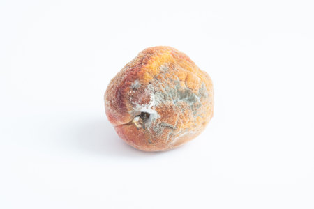 Damage to the peach by mold spores,の写真素材