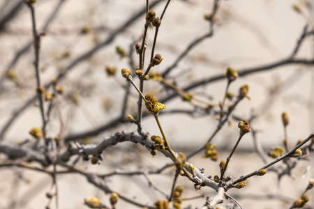 plane tree bud and branches, burgeon,の写真素材