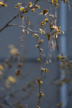 plane tree bud and branches, burgeon, small leaves,の写真素材