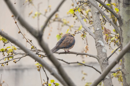 dove between tree branches, self-cleaning, sycamore tree,の写真素材