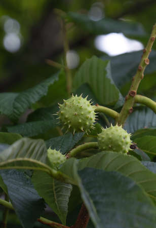 aesculus hippocastanum, horse chestnut fruit hanging on the tree, in leaves and branches,の写真素材