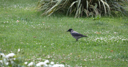 a crow walks on the green grass in the park