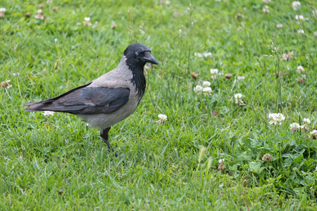 a crow walks on the green grass in the parkの写真素材