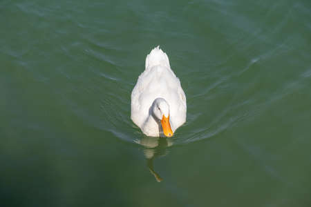 single white duck floating on water, animal wildlife,の写真素材